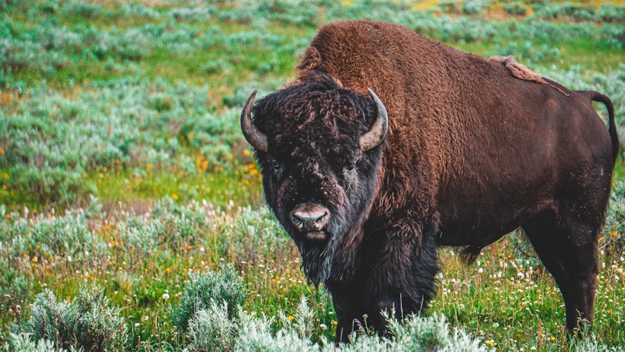 Why Bison is Better than Beef (and Where to Find… The Paleo Diet®
